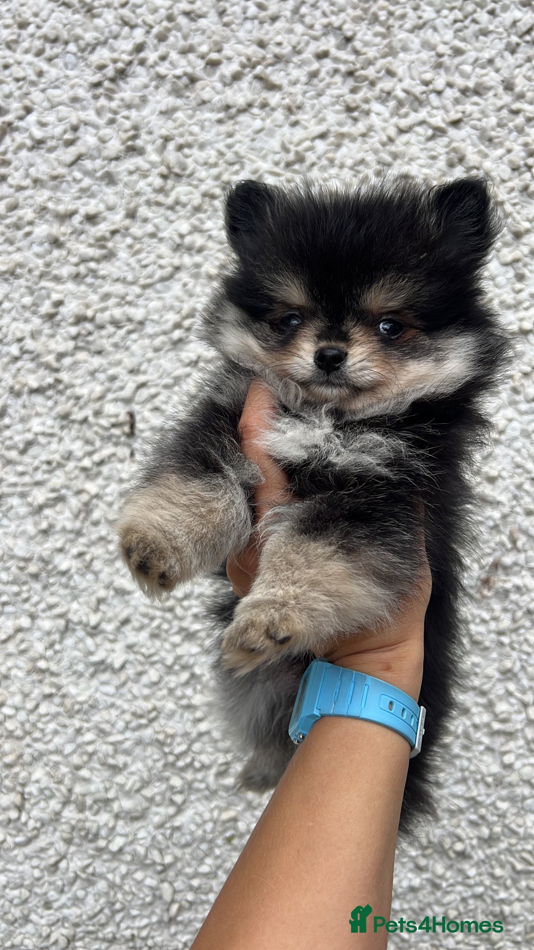 Pomchi dogs for sale: Pomchi Puppies /ONE PUPPY LEFT. - Image 3