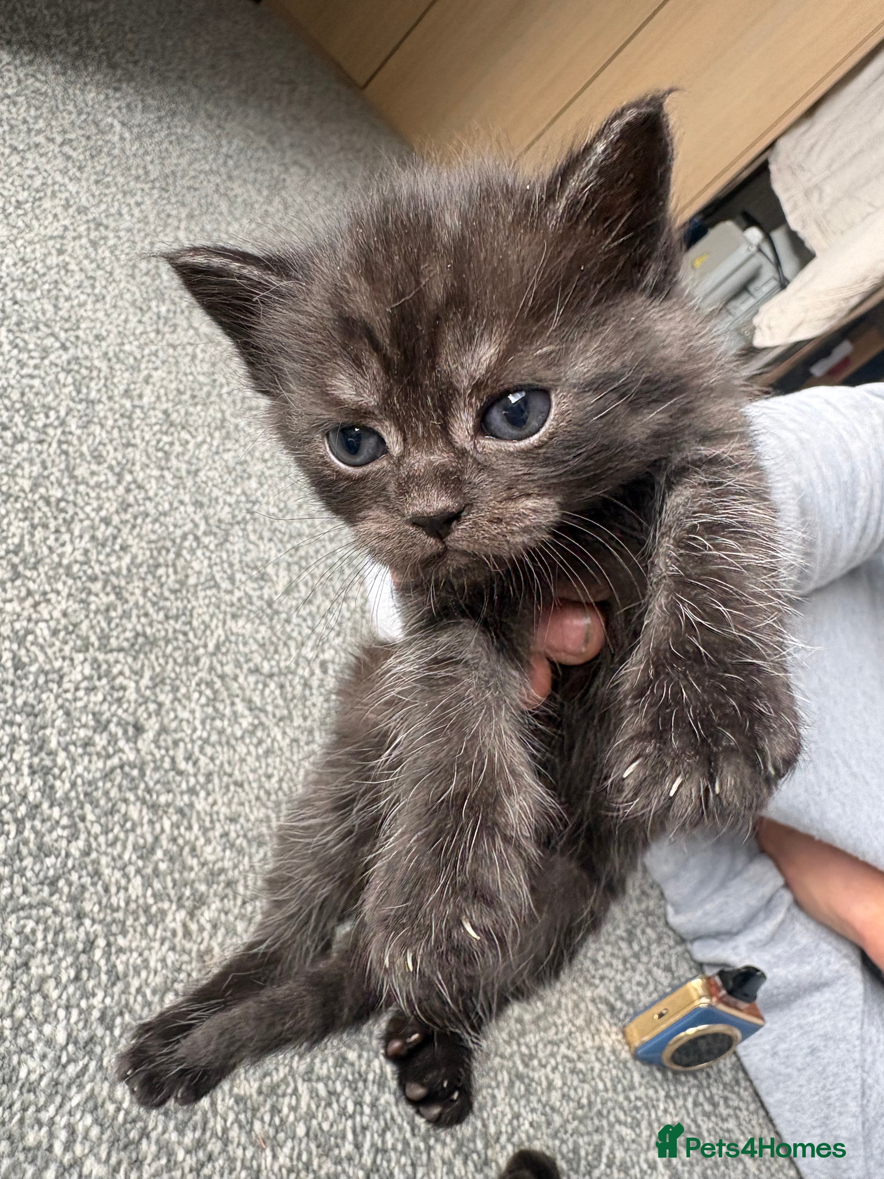 Persian cats for sale: Ash grey Persian kittens - Advert 20