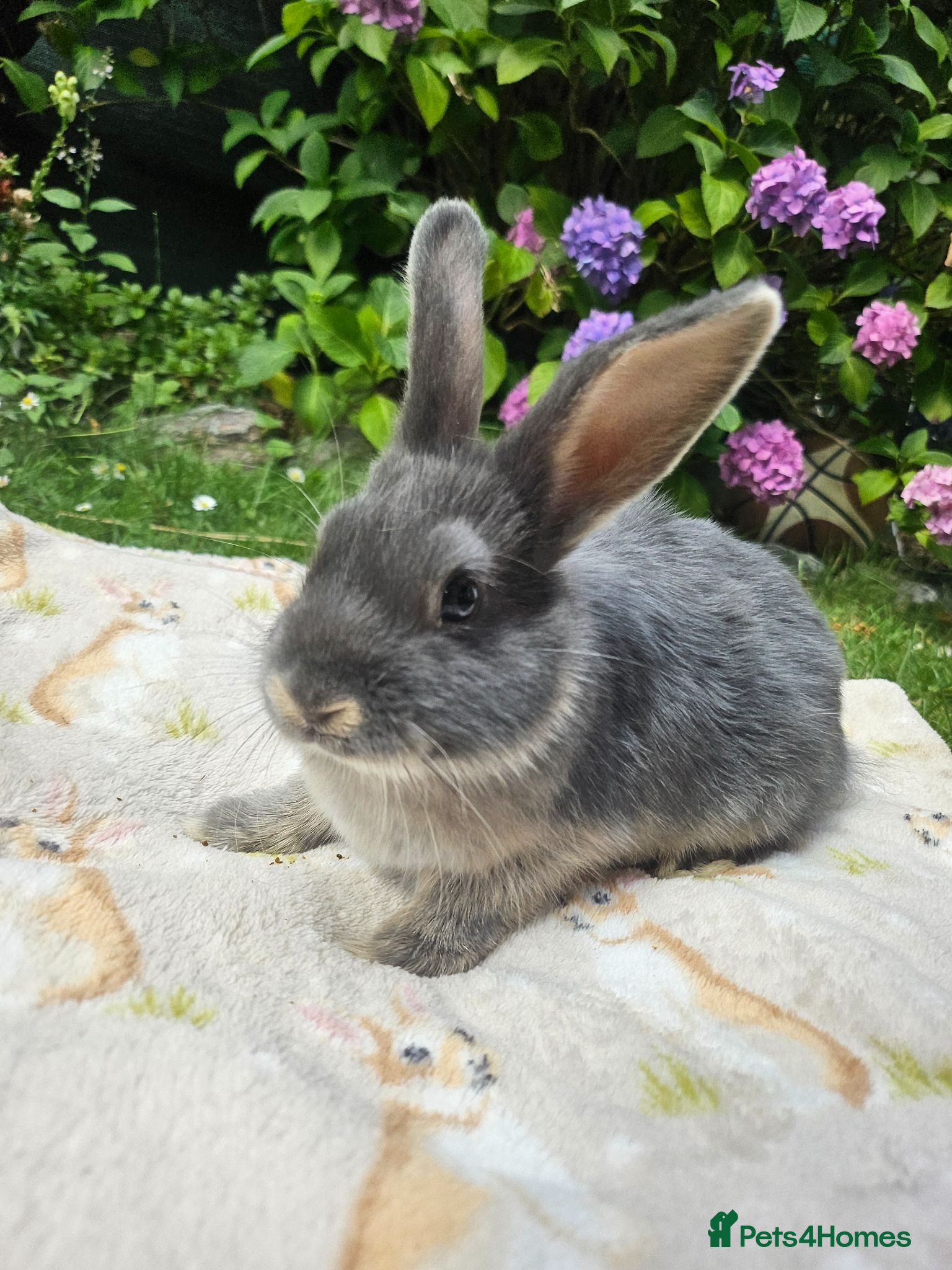 Mixed Breed rabbits Baby bunnies (Netherland dwarf cross Holland lop)  - Advert 19