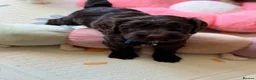 Australian Labradoodle dogs for sale: Australian labradoodle puppy Medium - Advert 6