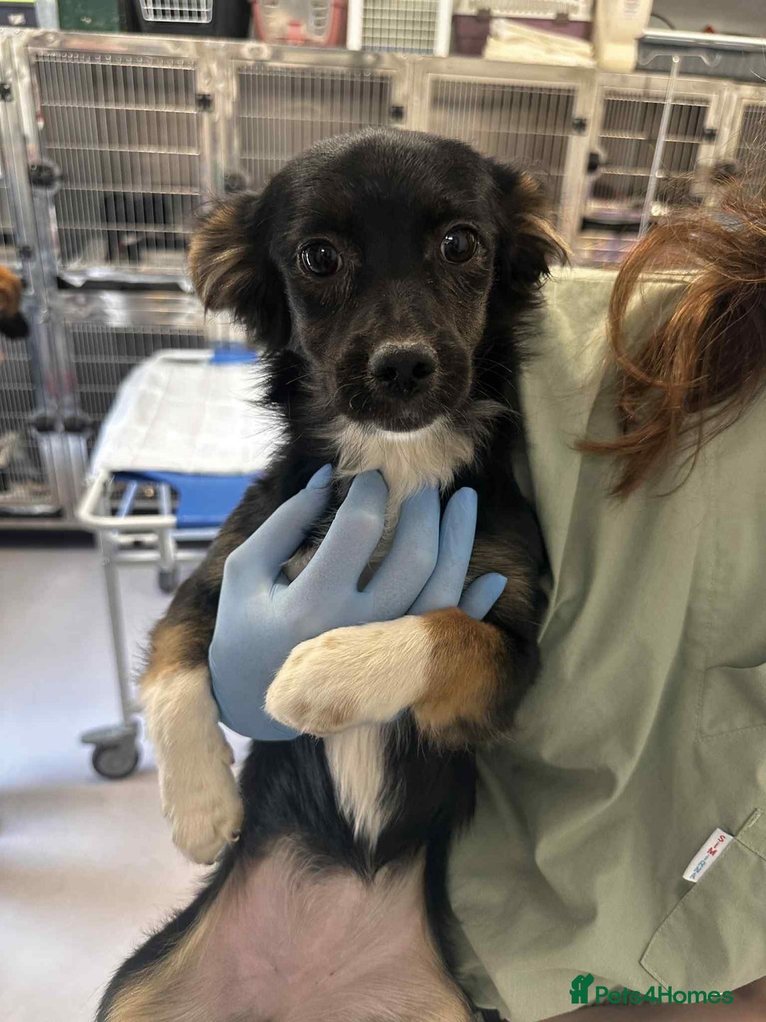 Mixed Breed dogs for adoption: 🪻Hermione🪻for adoption, fostered in OXFORD - Image 1