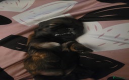 Shih Tzu dogs for sale: One beautiful little girl ready friday - Image 18