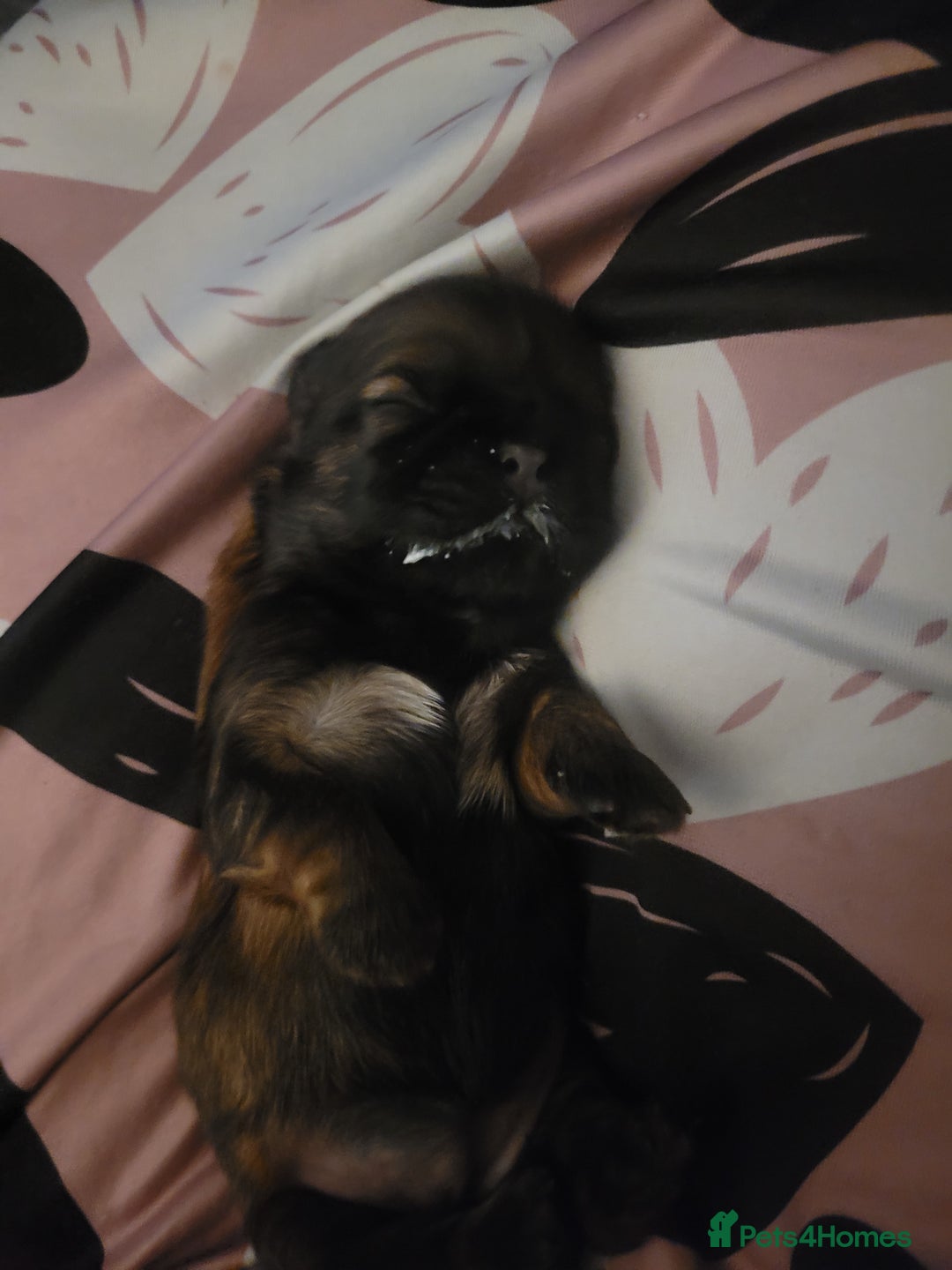 Shih Tzu dogs for sale: One beautiful little girl ready friday - Image 18