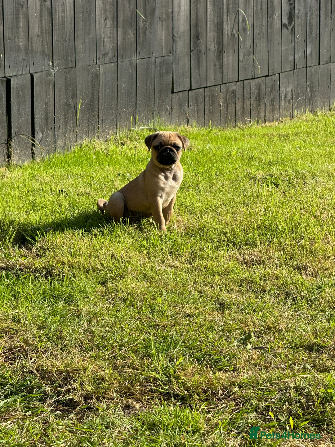 Pug dogs for stud: 🐾Handsome Pug Stud Available🐾 - Advert 5