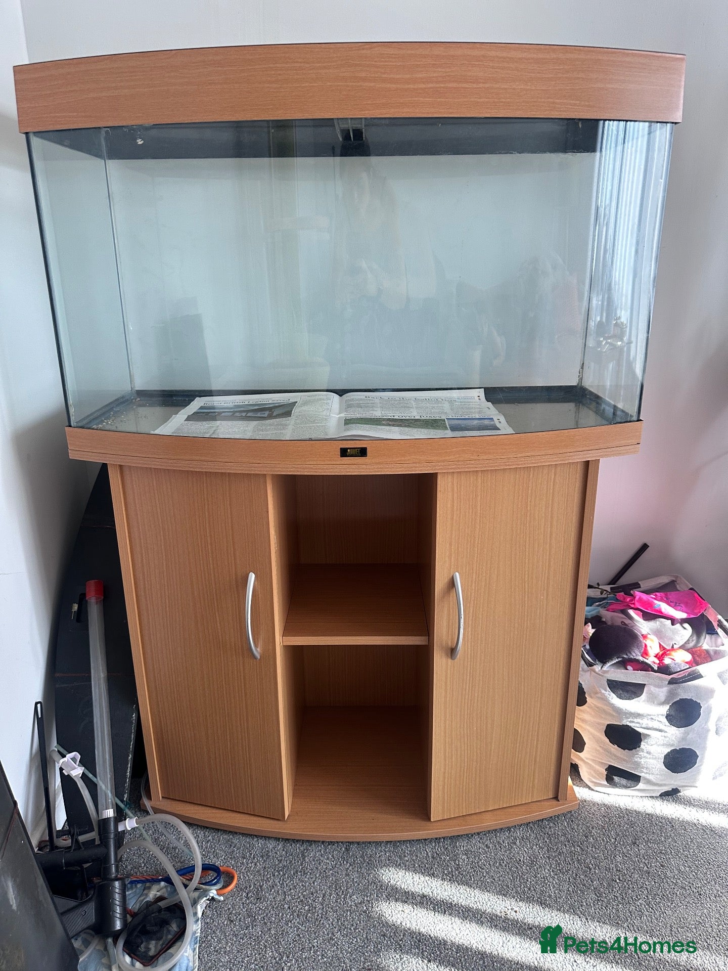 Angelfish fish Fish tank/Aquarium  - Advert 17