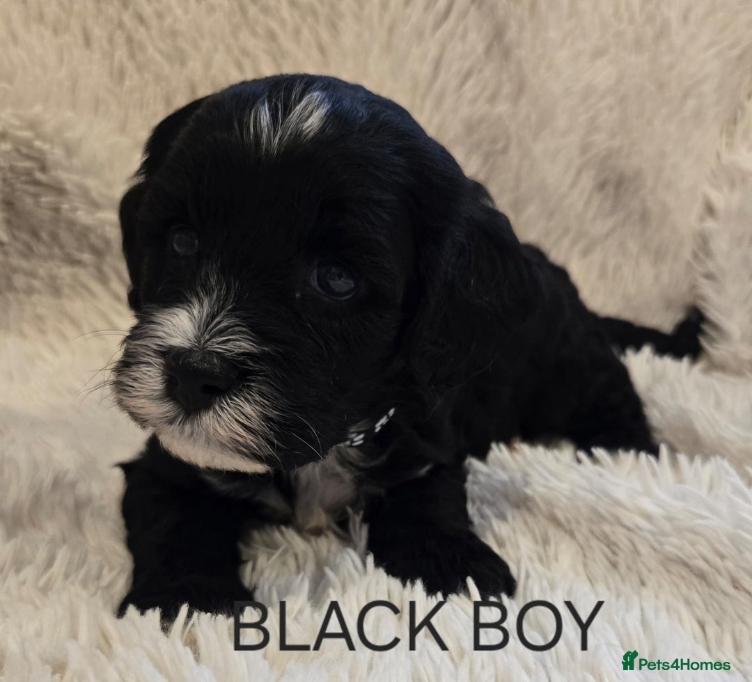 Tibetan Terrier dogs for sale: Adorable fluffy TToodle puppies  - Image 36