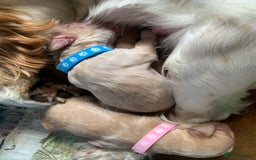 Cockapoo dogs for sale: Cockapoo puppies - Image 10