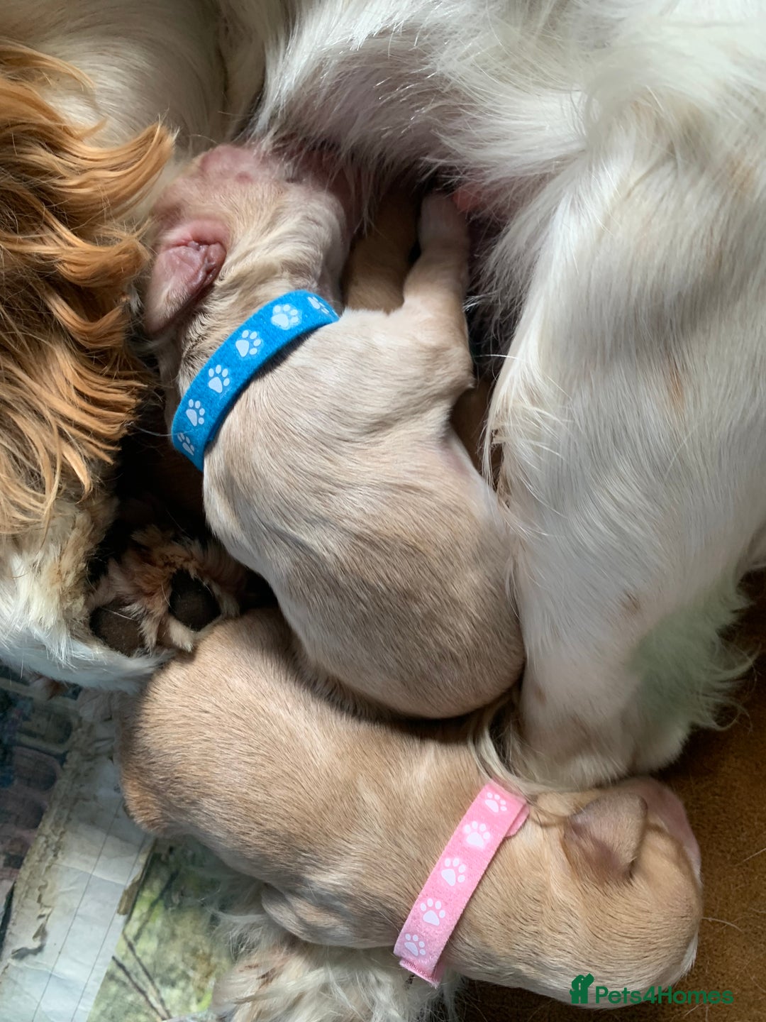 Cockapoo dogs for sale: Cockapoo puppies - Image 10