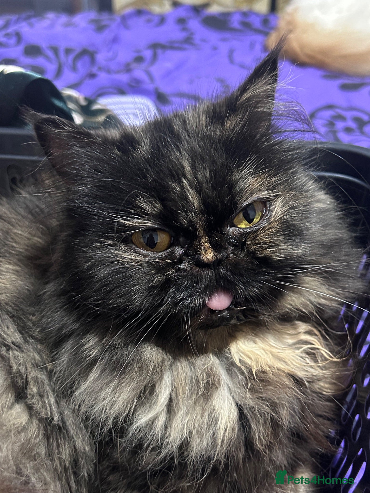 Persian cats Ginger girl - Advert 1