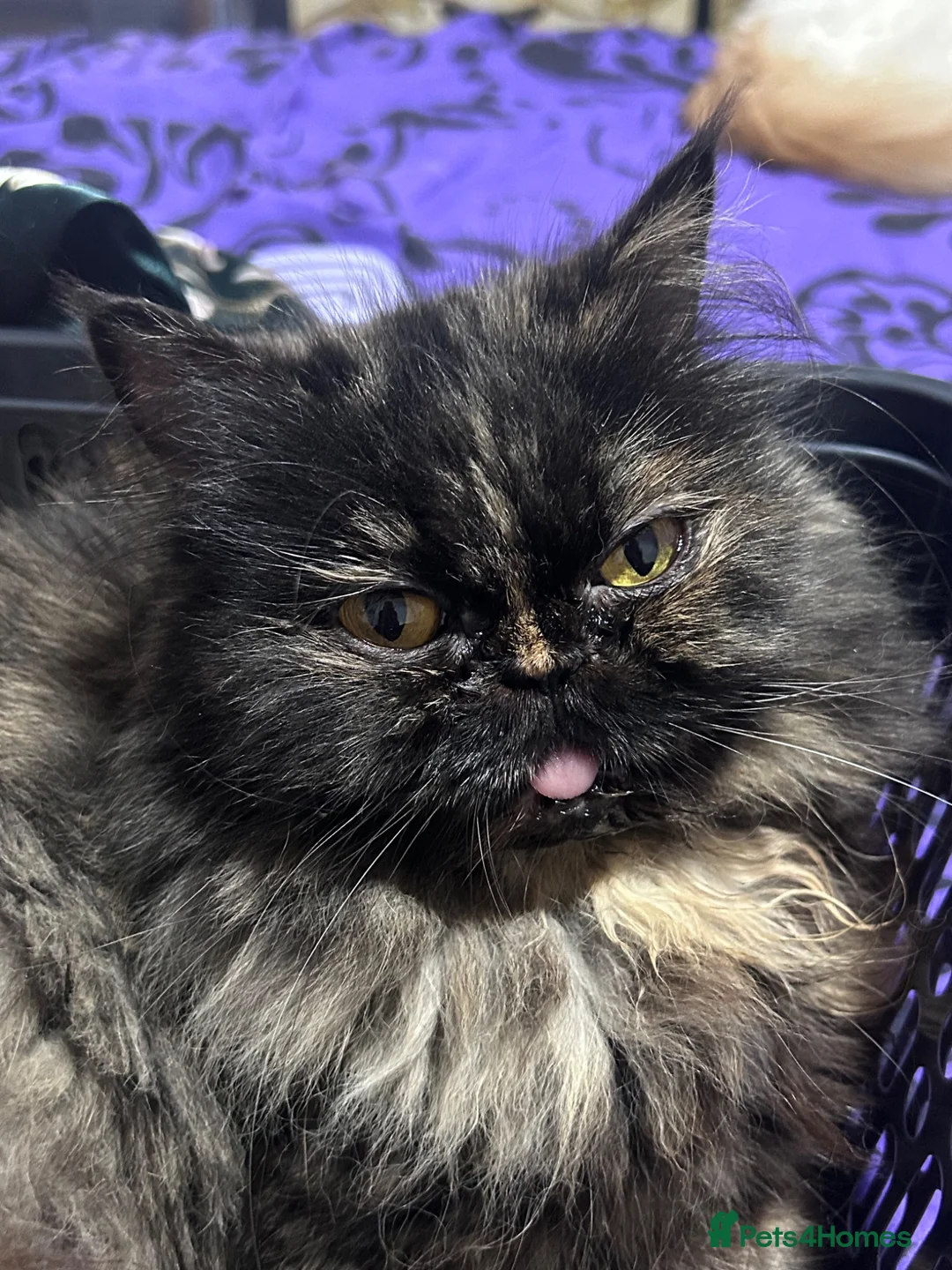 Persian cats for sale: Ginger girl - Advert 1