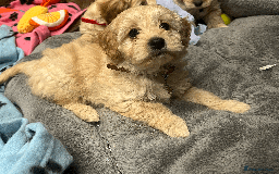 Cavapoochon dogs for sale: Cavapoochon puppies ready for new forever home💕 - Advert 3
