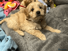 Cavapoochon dogs Cavapoochon puppies ready for new forever home💕 - Advert 3