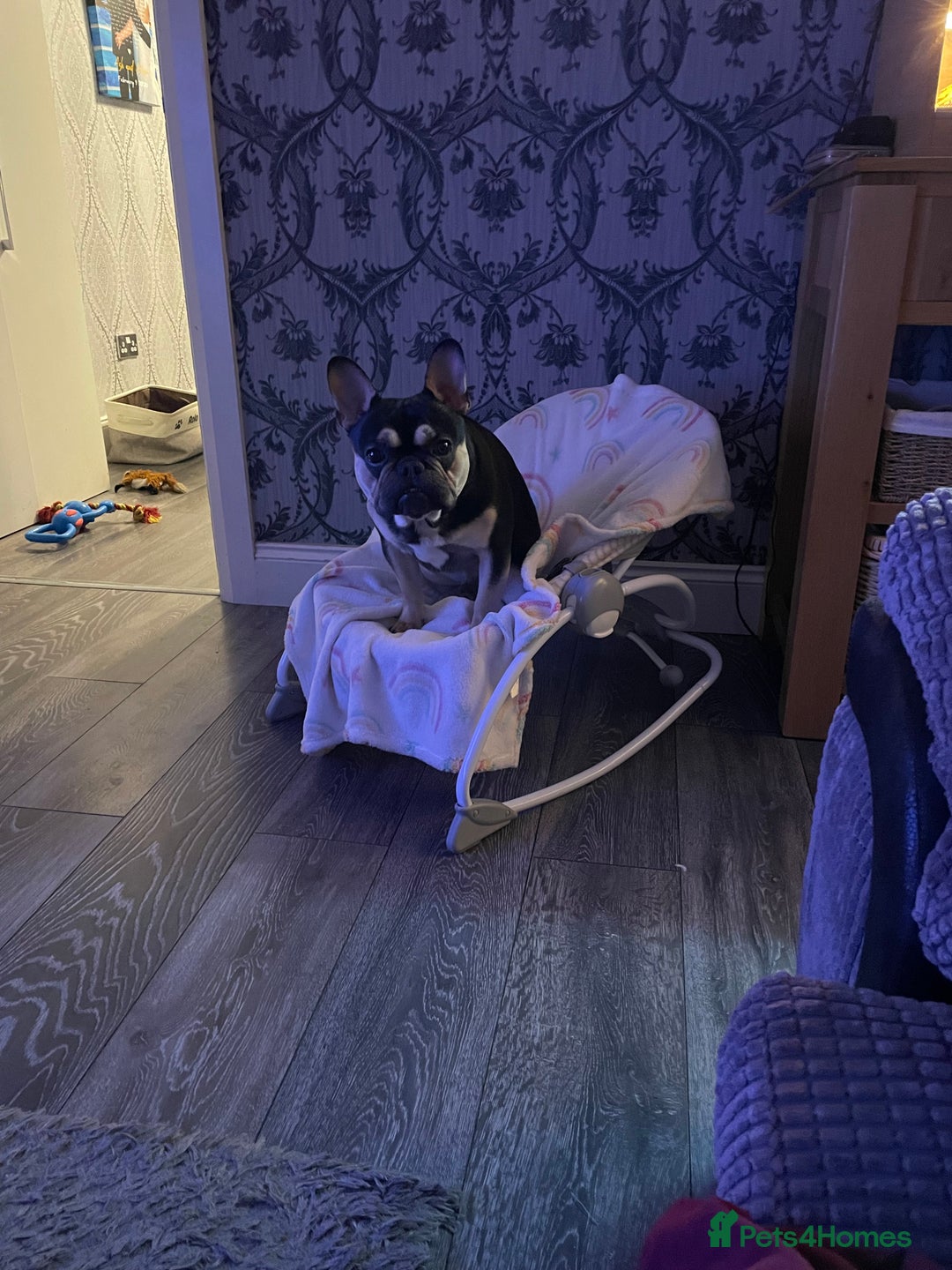 French Bulldog dogs for sale: 18 month old male black and brown French bulldog  - Advert 4