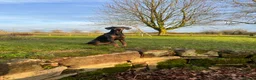 Dobermann dogs for sale: Blue female Doberman 6 months old - Advert 4