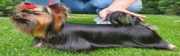 Yorkshire Terrier dogs for sale: YORKSHIRE TERRIER PUPPIES  - Advert 4