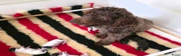 Cockapoo dogs for sale: F1b chocolate & parti roan cockapoos.HEALTH TESTED - Advert 9
