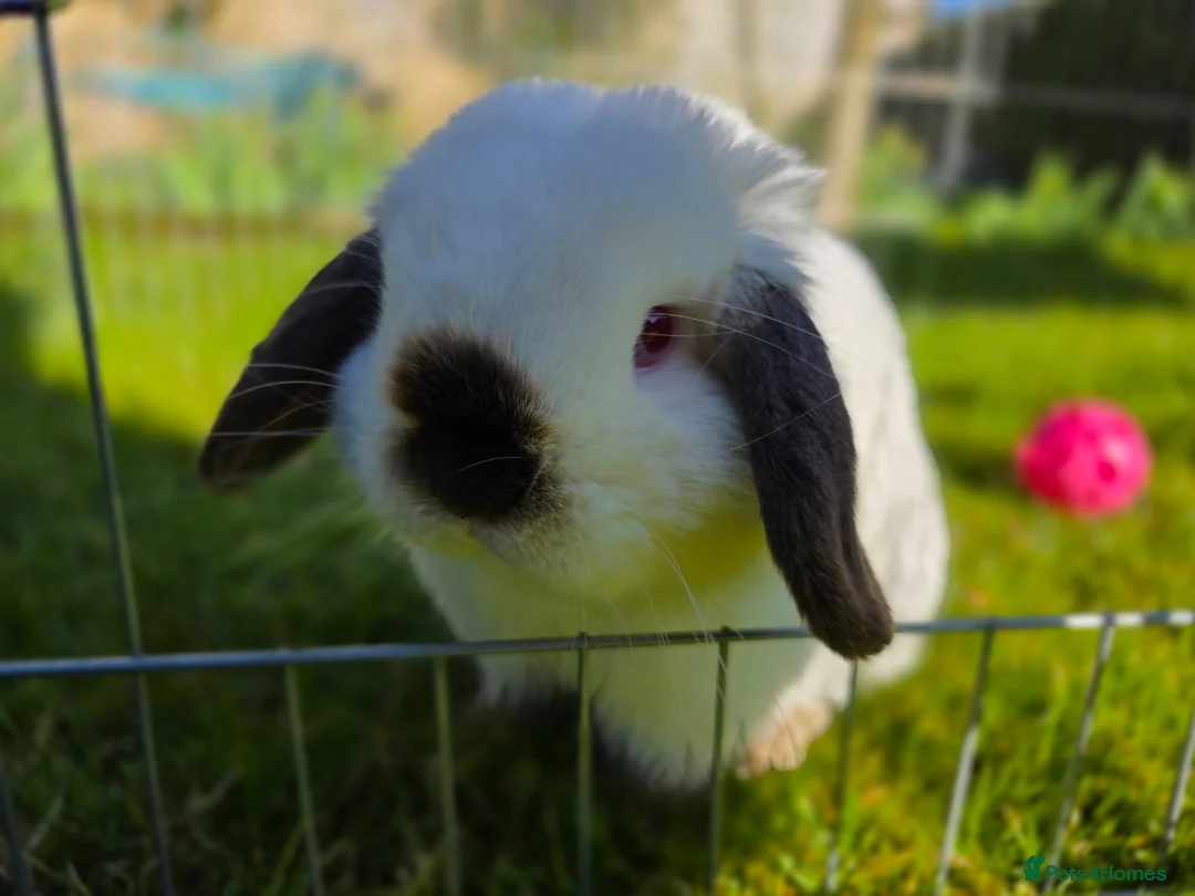 Mini Lop rabbits for sale: Handsome Mini lop  - Advert 1