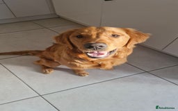 Golden Retriever dogs for sale: New home needed for 7 month old retriever male - Advert 2