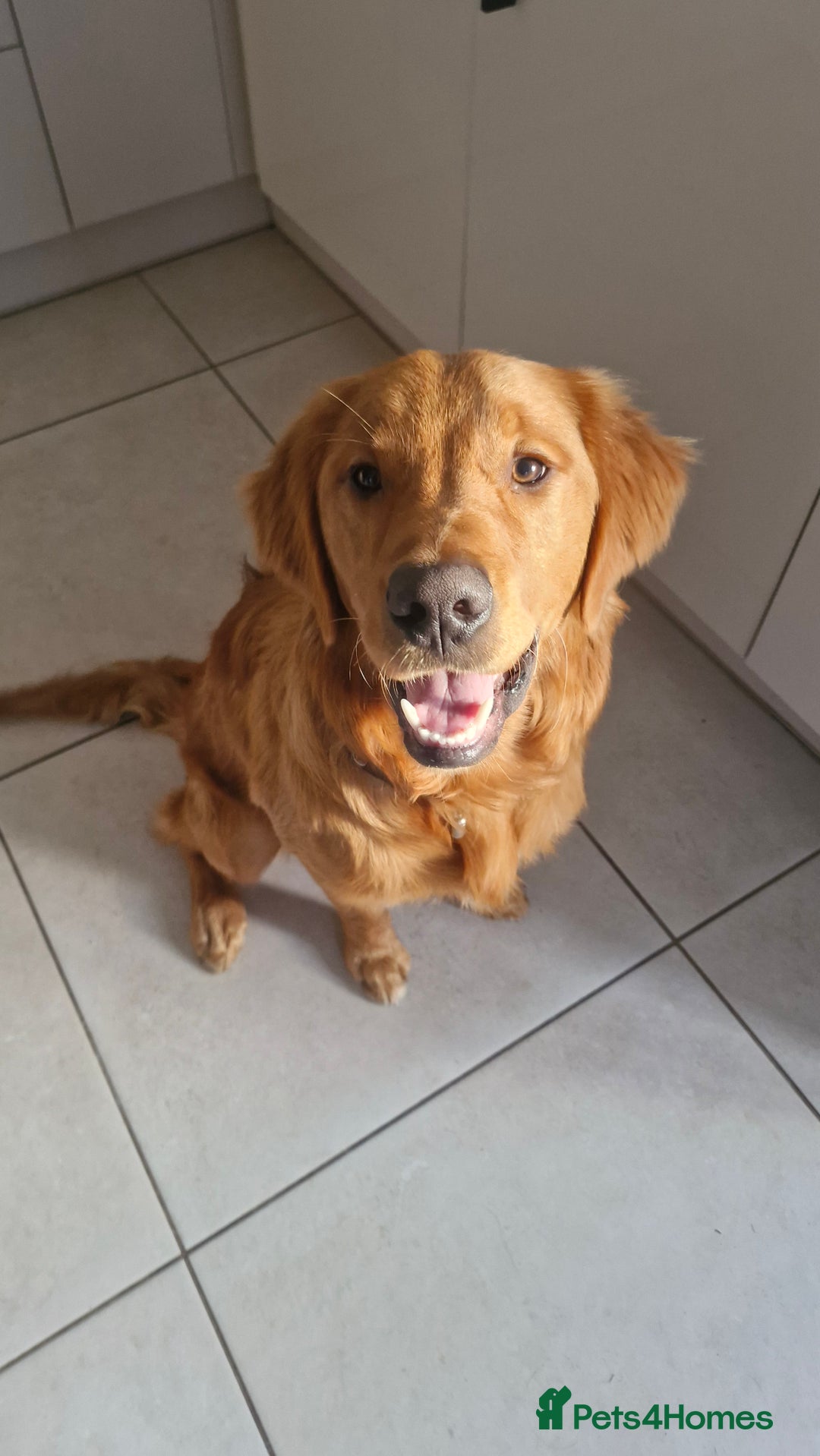 Golden Retriever dogs for sale: New home needed for 7 month old retriever male - Advert 2