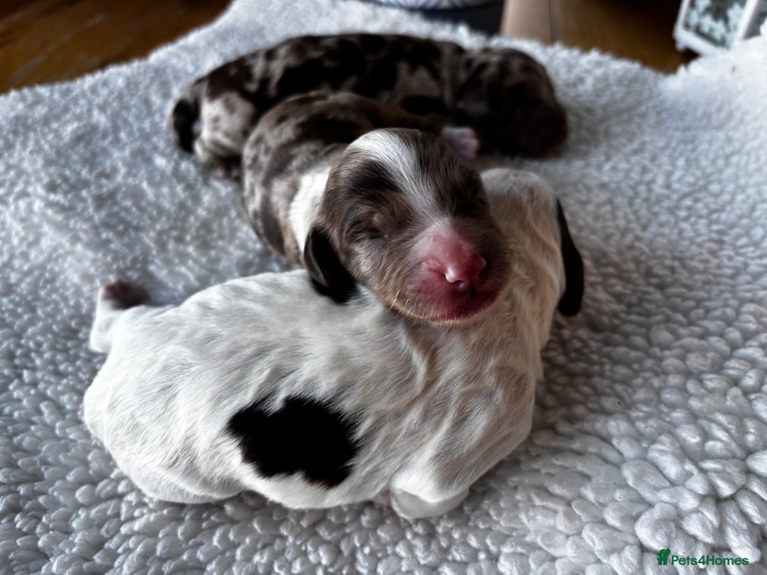 Sproodle dogs for sale: 🐾 Premium Sproodles - Merles & Stunning Parti 🐾 - Advert 5