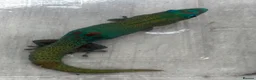 Gecko reptiles for sale: Female Blue Phase Golddust gecko (RARE) - Advert 2