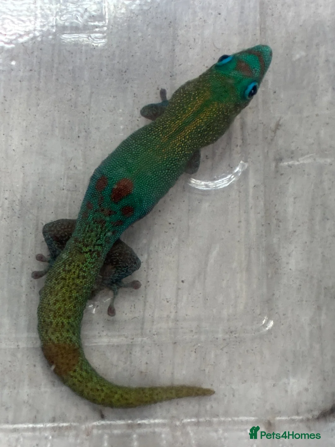 Gecko reptiles for sale: Female Blue Phase Golddust gecko (RARE) - Advert 2