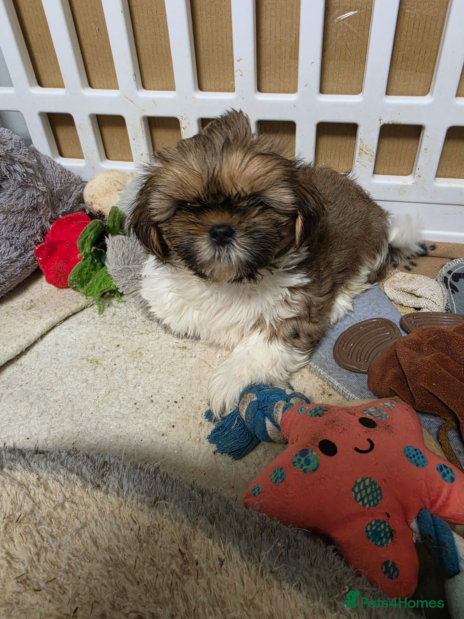 Shih Tzu dogs LOVELY GIRLS CUTE SHIH TZU PUPPIES READY NOW - Advert 2