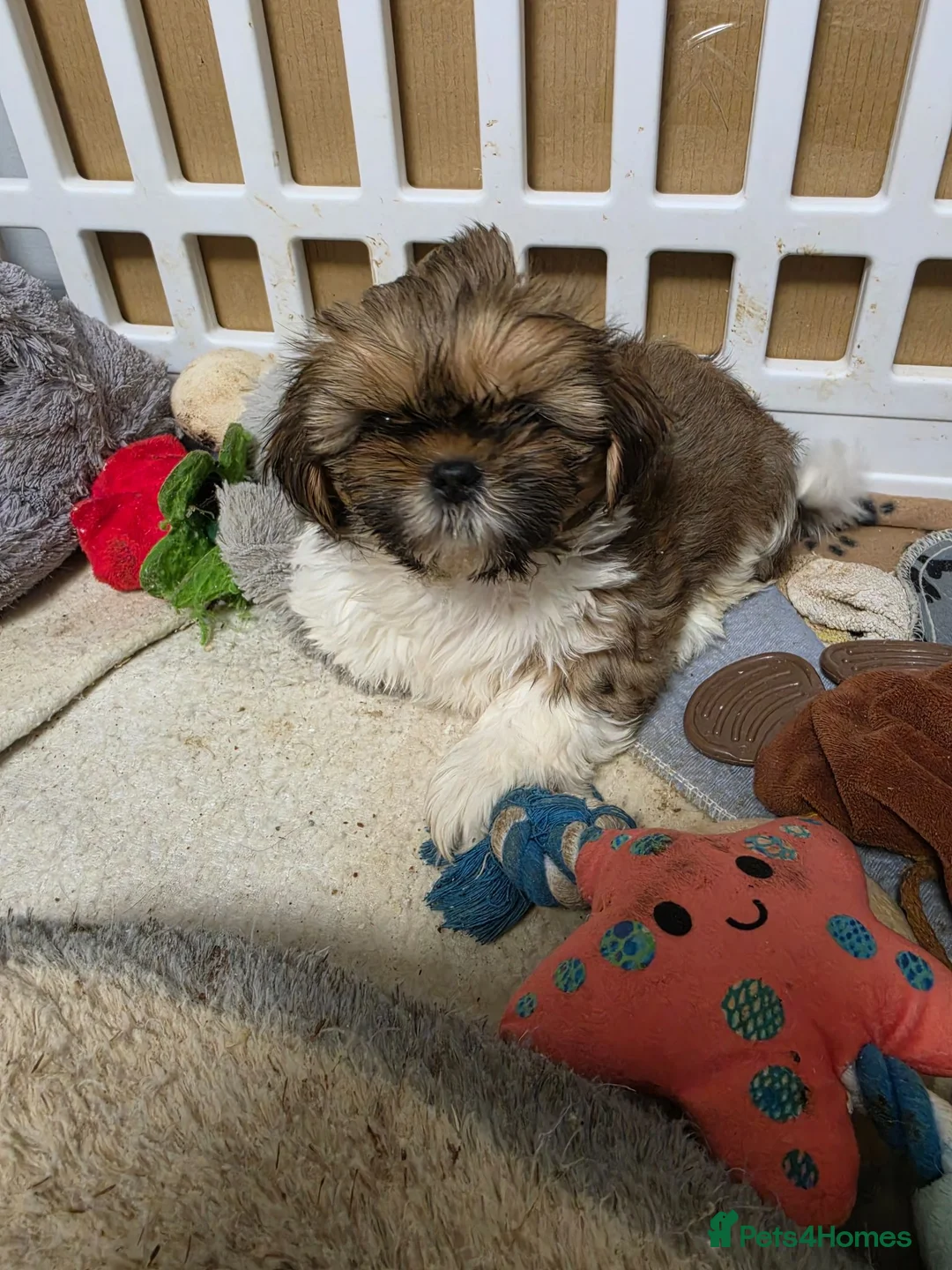 Shih Tzu dogs for sale: LOVELY GIRLS CUTE SHIH TZU PUPPIES READY NOW - Advert 2