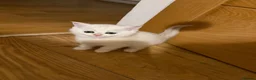 Scottish Fold cats for sale: Scottish straight kittens  - Advert 9