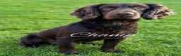 Sprocker dogs for sale: 🌟Fully Health Tested F1 Sprocker Spaniel Puppies - Advert 7