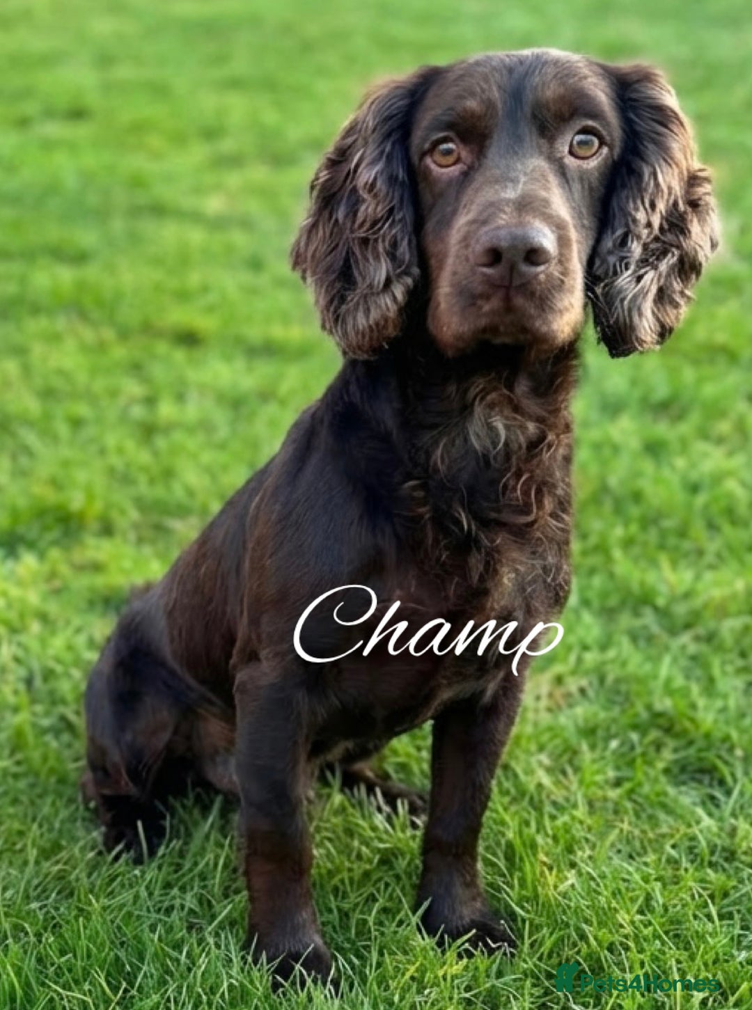 Sprocker dogs for sale: 🌟Fully Health Tested F1 Sprocker Spaniel Puppies - Advert 7