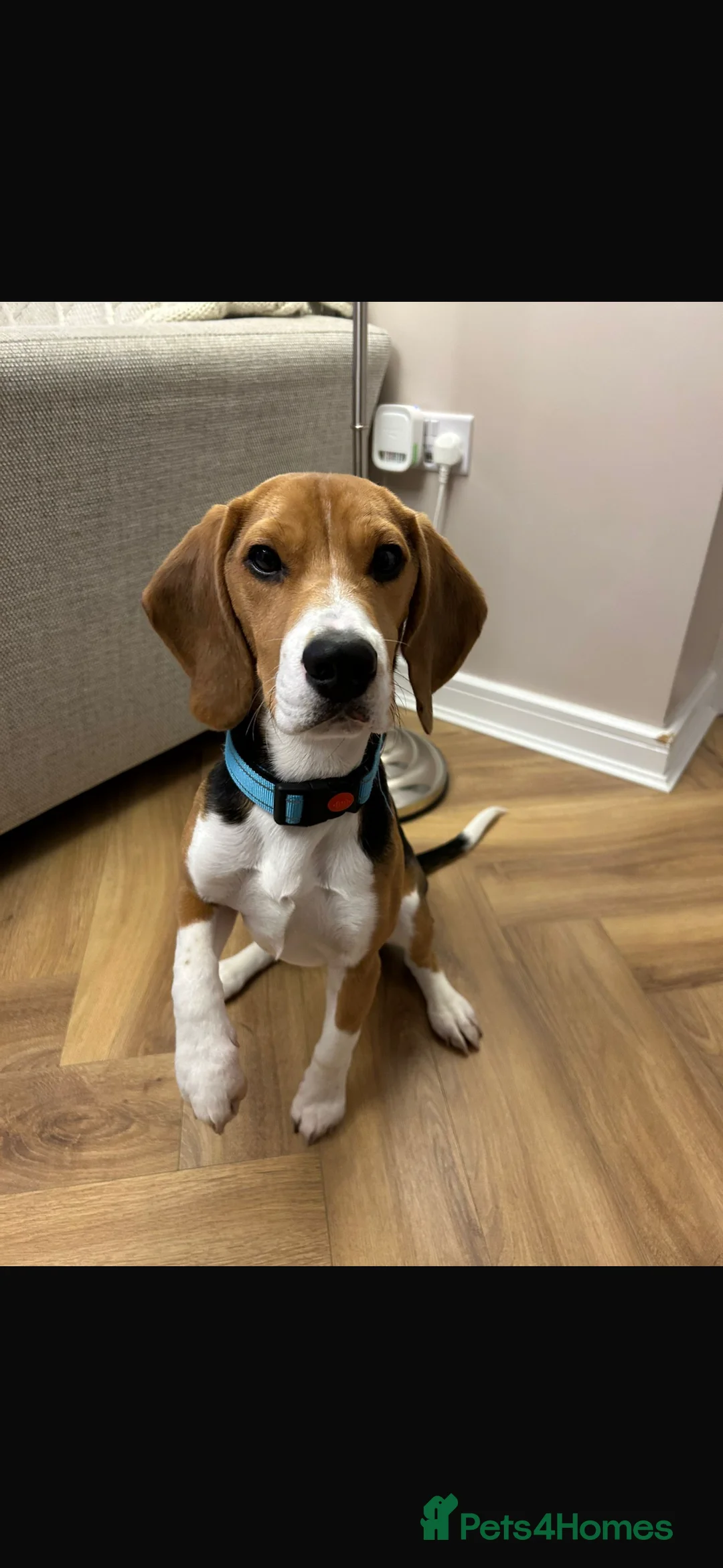 Beagle dogs for sale: Male Beagle Puppy  - Advert 4