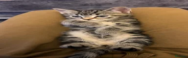 Tabby Fifi darker fur 