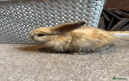 Mini Lop rabbits for sale: Adorable mini lop babies ready after 20th Aug - Image 4