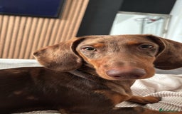 Dachshund dogs for sale: Dapple Dachshund  - Image 3