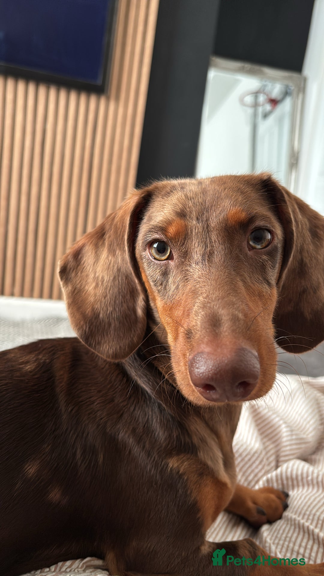 Dachshund dogs for sale: Dapple Dachshund  - Image 3
