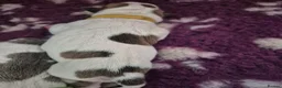 American Bulldog dogs for sale: 7 absolutely stunning puppies available  - Advert 8