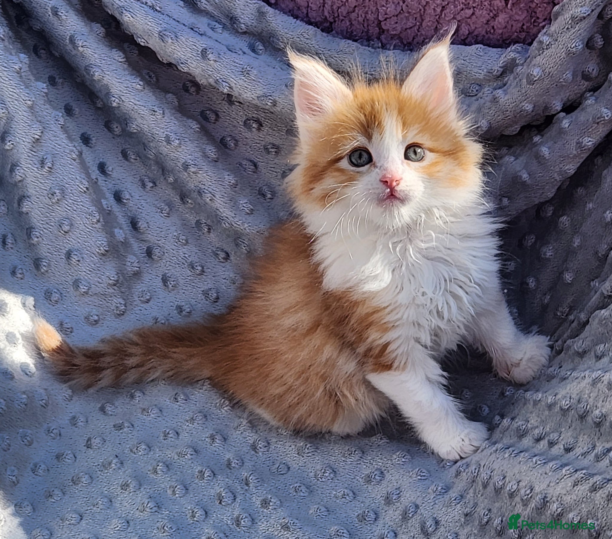 Maine Coon cats Maine Coons ready April 4 male 1 female  - Advert 8