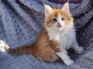 Maine Coon cats Maine Coons ready April 4 male 1 female - Advert 8