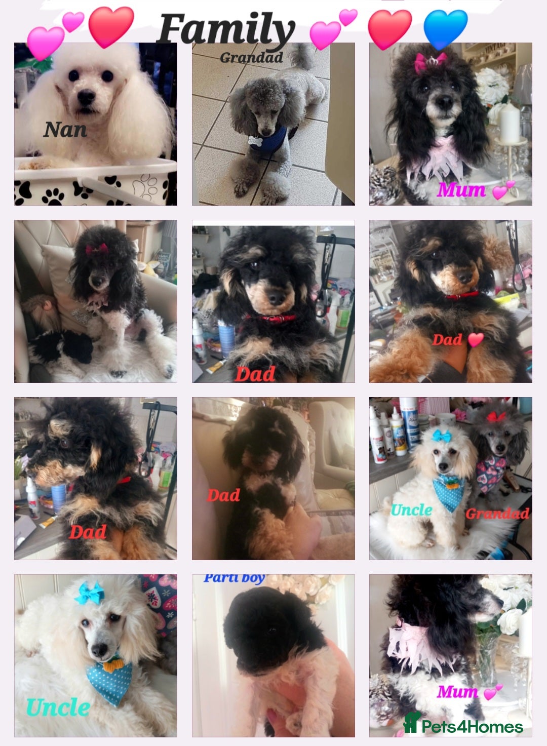 Toy Poodle dogs for sale: **1 PARTI BOY AVAILABLE**READY 21st DECEMBER** - Advert 19