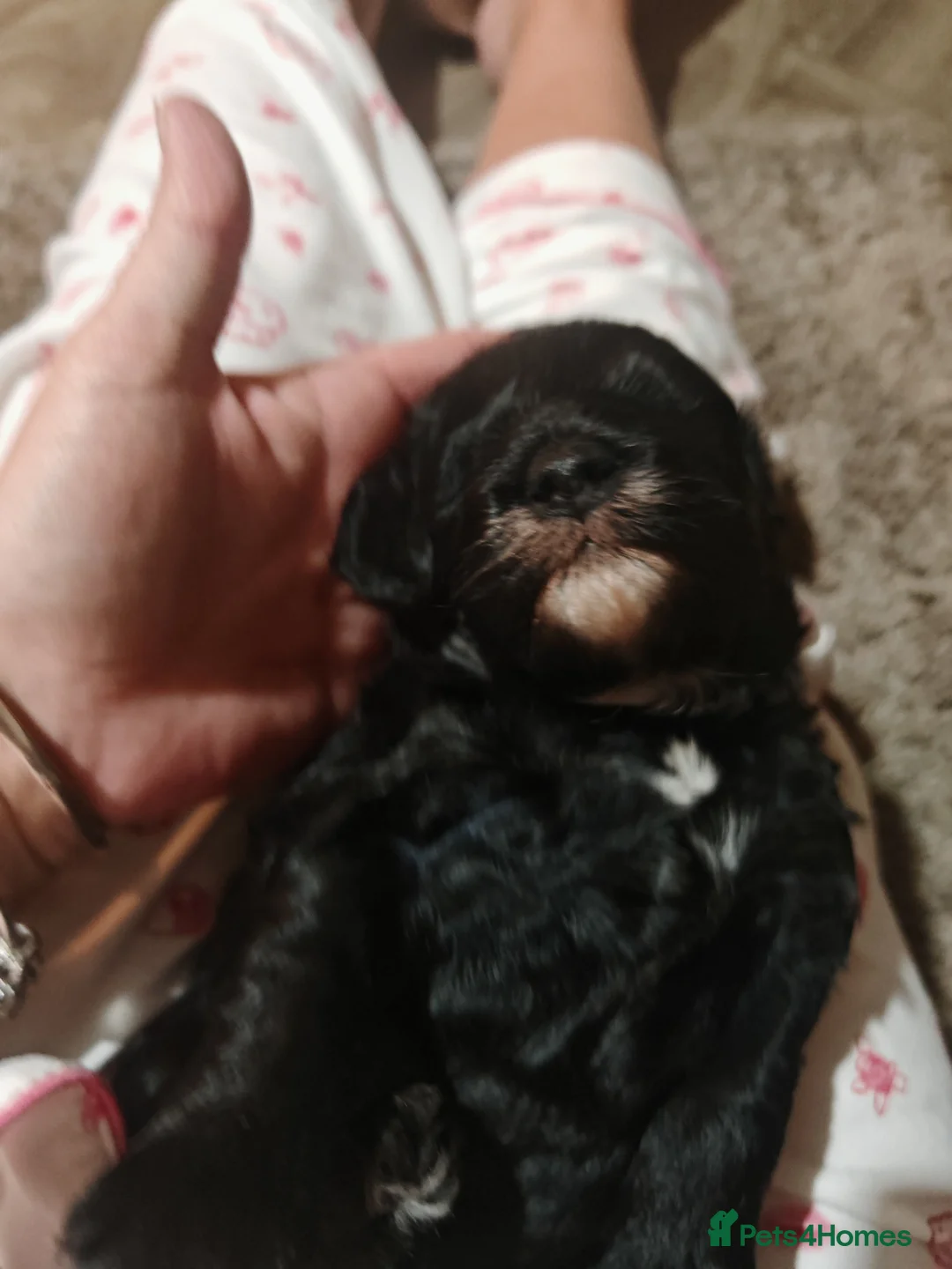 Cockapoo dogs for sale: Cockapoo puppies  - Advert 6