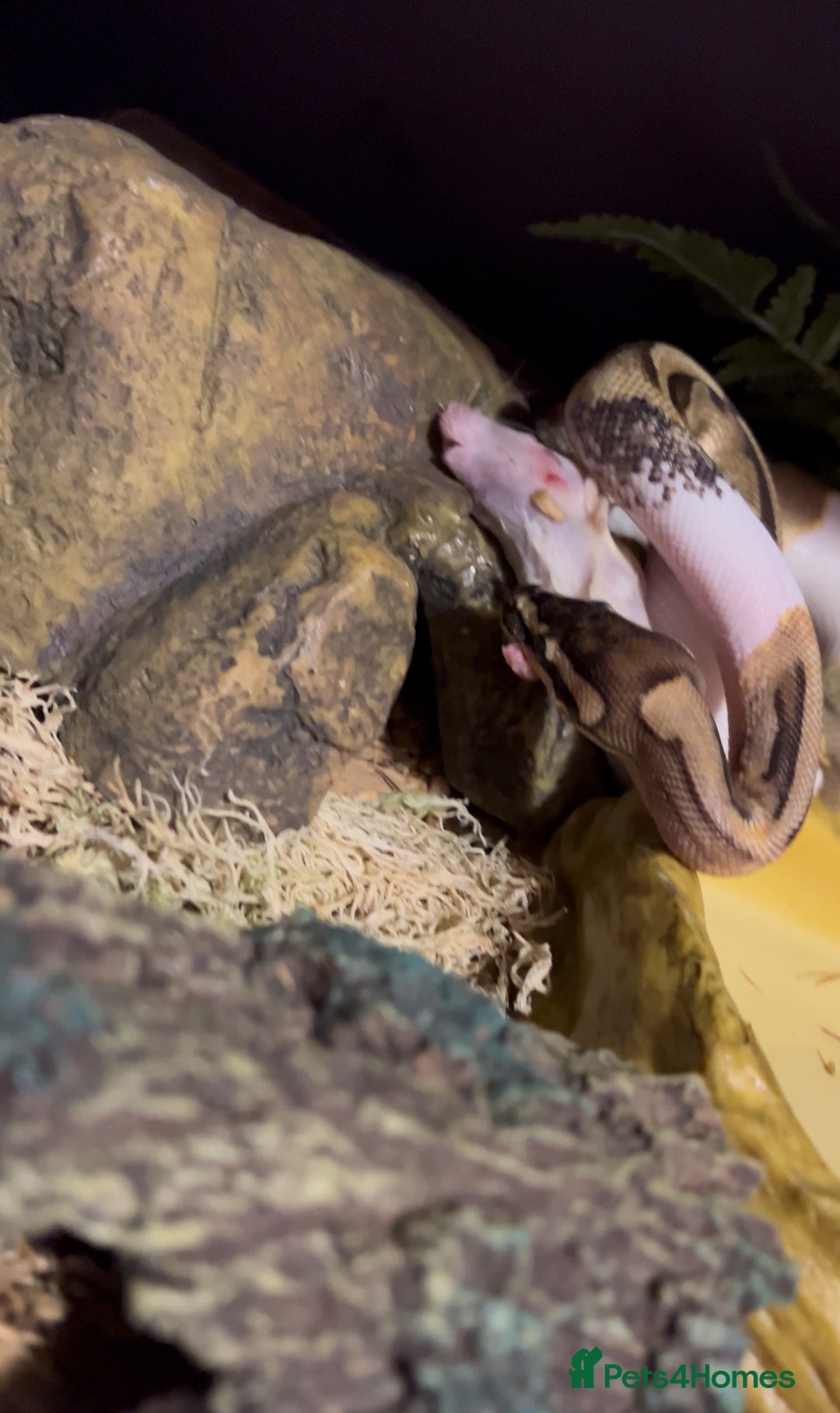 Python Snake reptiles for sale: enchi pied royal python with full bioactive setup  - Advert 5