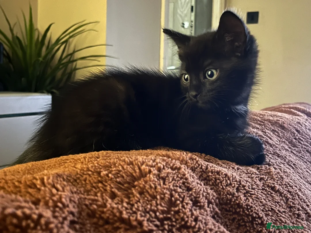 Mixed Breed cats for sale: Male kitten - Advert 2