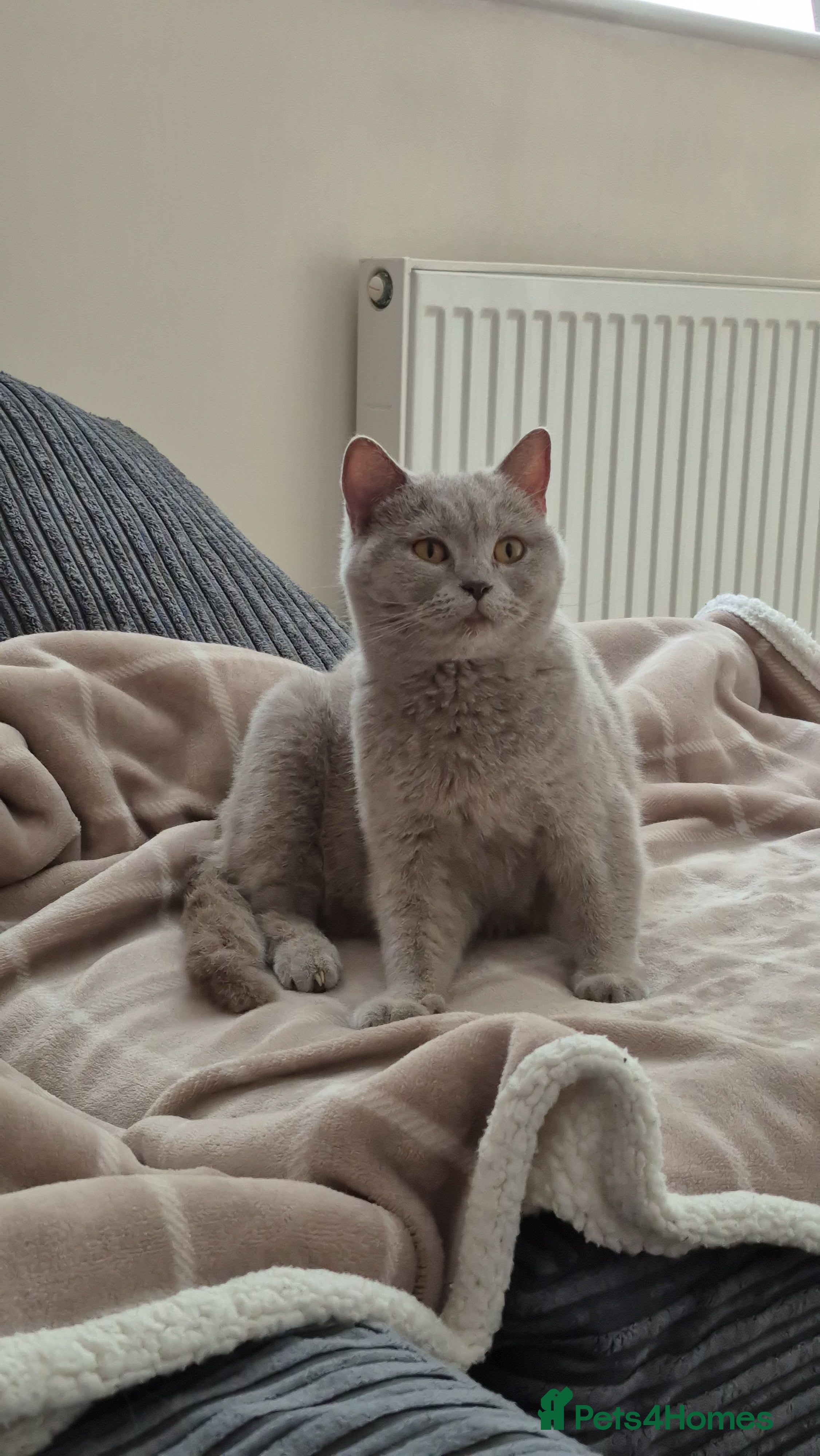 Ilinca