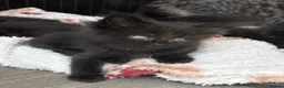 Mixed Breed cats for sale: Siberian cross Maine coon  - Advert 2
