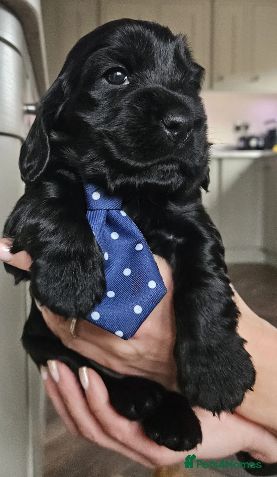 Cocker Spaniel dogs for sale: Show type Simbawood Cocker spaniel puppies  - Advert 21