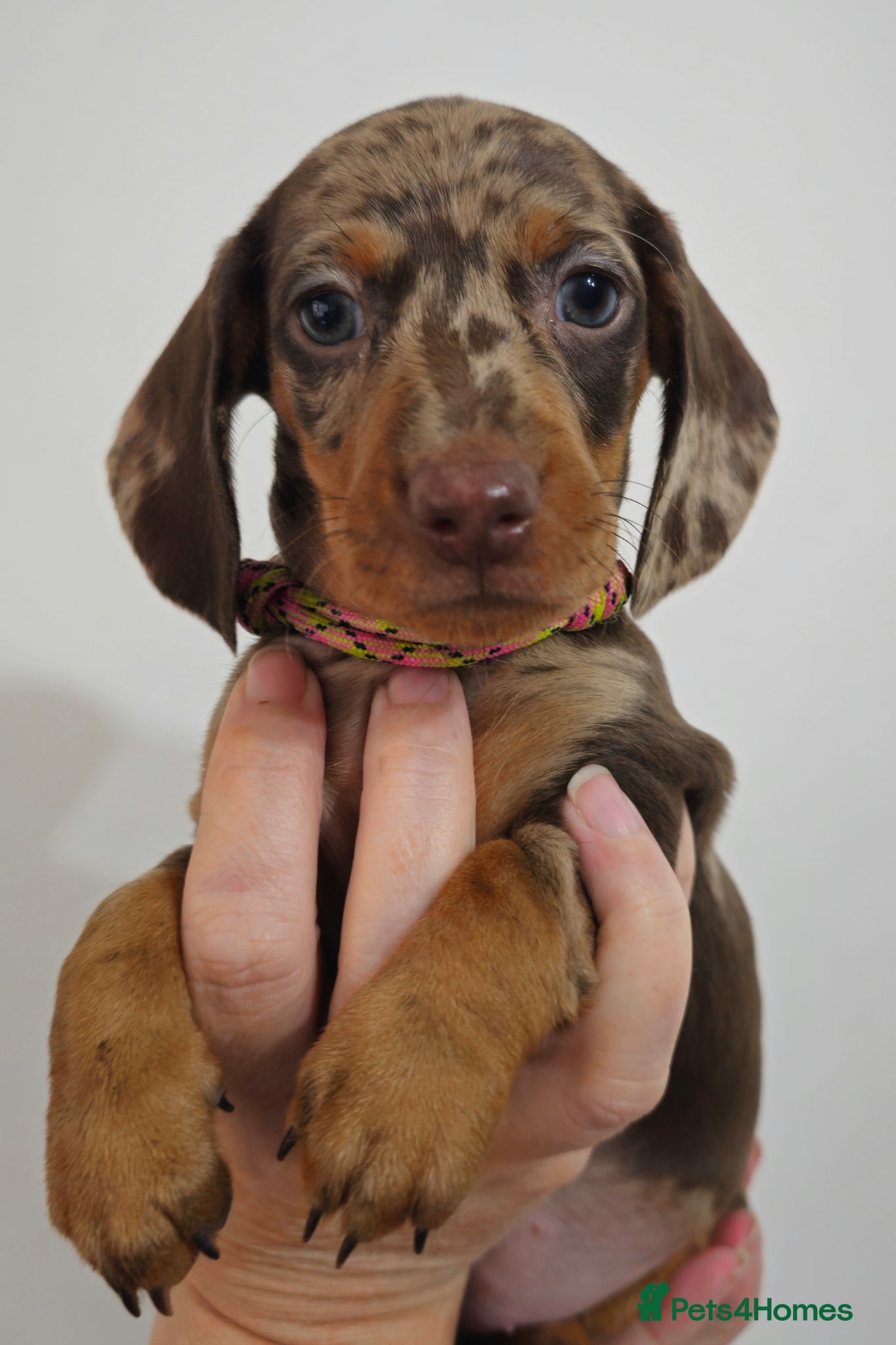 Dachshund dogs for sale: Stunning puppies, kc registered parents  - Advert 2