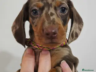 Dachshund dogs for sale: Stunning puppies, kc registered parents - Advert 2