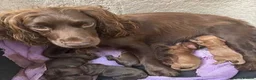 Cockapoo dogs for sale: 1 year old cocapoo male  in Southend-on-Sea - Advert 8