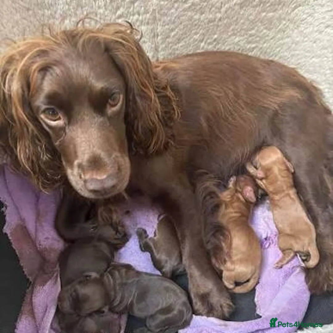 Cockapoo dogs for sale: 1 year old cocapoo male  in Southend-on-Sea - Advert 8